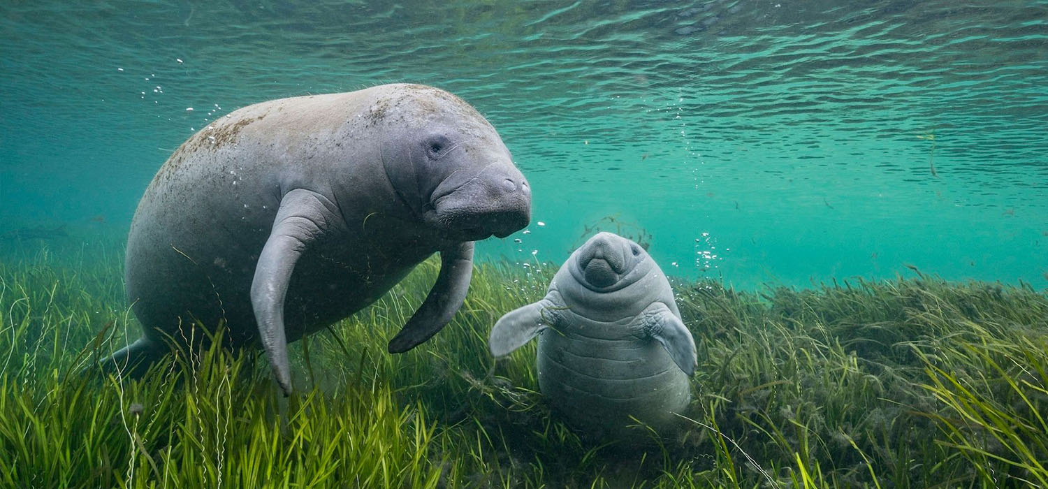 Indianhead Farm Products and Solutions Enhance the Environment and Save Manatees..