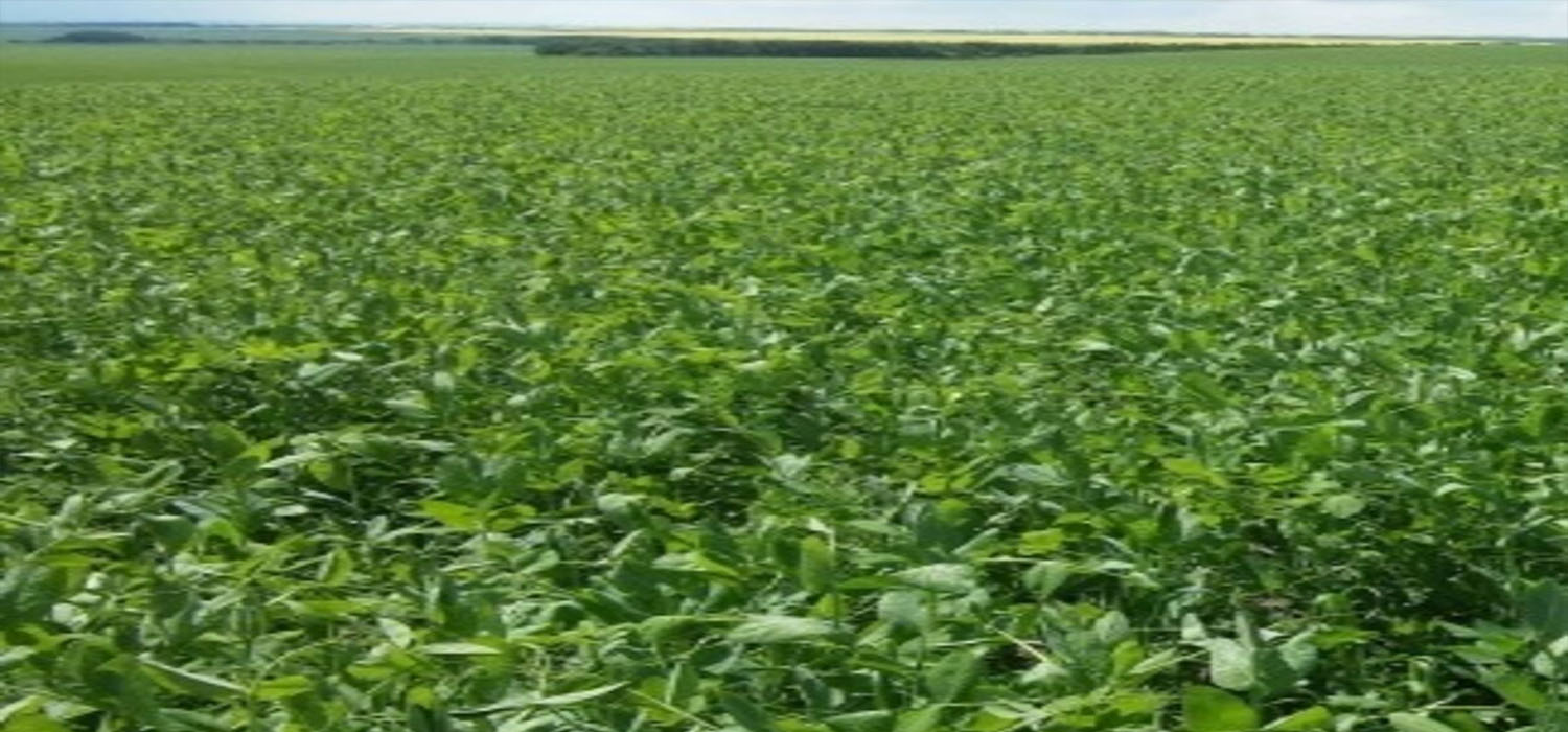 Indianhead Farm Products and Solutions Make Your Crops and Life Luscious.